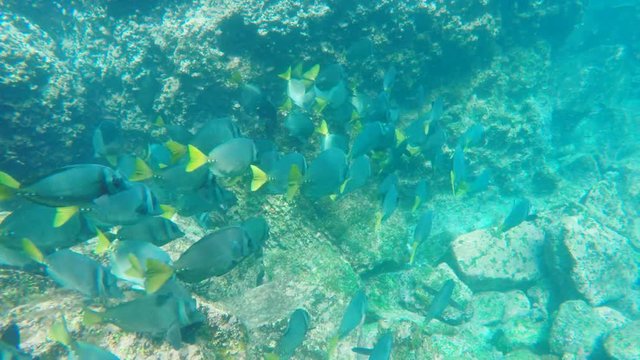 yellow-tailed surgeonfish at isla espanola in the galapagos islands, ecuador