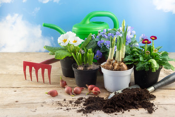 spring gardening, various flowers in pots, bulbs, watering can and a shovel with top soil on rustic...
