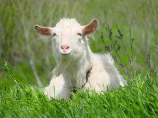 One white goat lying on green grass in a field