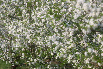 orchard tree branch with flowers spring season