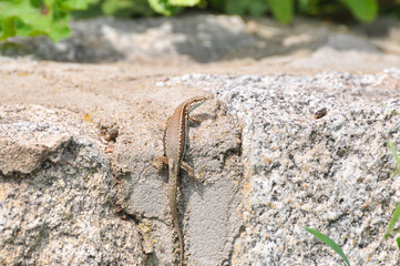Podarcis muralis, Common wall lizard on stone wall