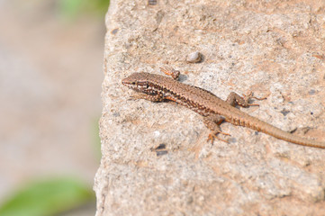 Podarcis muralis, Common wall lizard on stone wall