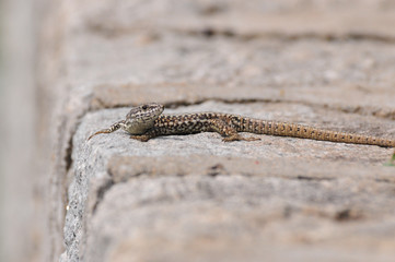 Podarcis muralis, Common wall lizard on stone wall