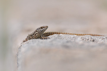 Podarcis muralis, Common wall lizard on stone wall