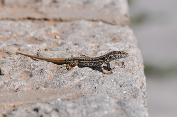 Podarcis muralis, Common wall lizard on stone wall
