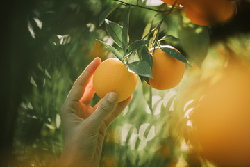 woman holds orange tree fruits green leaves.Agriculture concept.