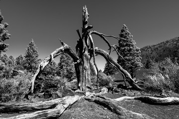 Toter Baum sunset crater volcano national Monument monochrom