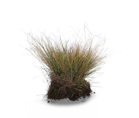 Grass with dirt, isolated on white background