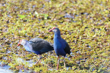 Grey-headed swamphen at Chorakhe Mak Reservoir , Buriram Province , Thailand