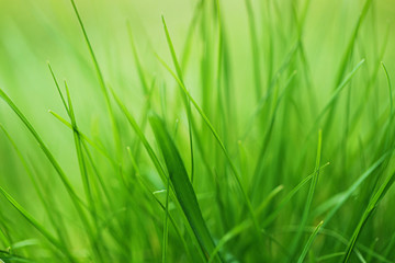 Fototapeta na wymiar bright spring grass background. soft blur green grass background. natural background 