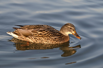 Duck Female
