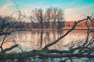 Beautiful water nature. A fallen tree on the shore of the lake.