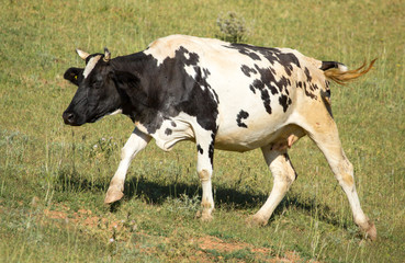 Naklejka na ściany i meble A cow walks along the green grass to pasture