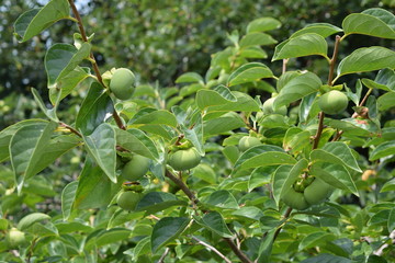 実り始めた青い柿