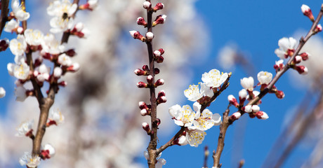White flowers on a tree in spring