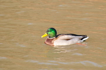 Duck - Mallard (Male), mallard, eurasian wild duck, Anas platyrhynchos