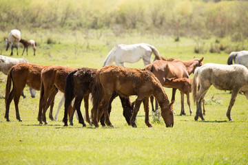 Horses in the pasture in the spring
