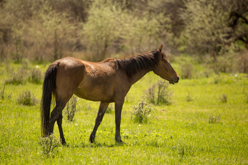 Obraz premium Horses in the pasture in the spring