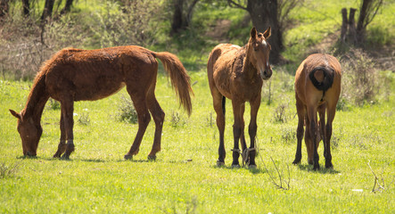 Obraz premium Horses in the pasture in the spring