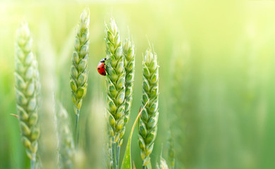 Juicy fresh ears of young green wheat and ladybug on nature in spring summer field close-up of...