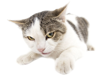 Portrait of a cat on a white background