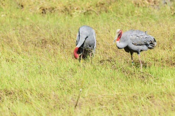 Pair of Thai Sarus crane in Chorakhe Mak Reservoir , Buriram Province , Thailand