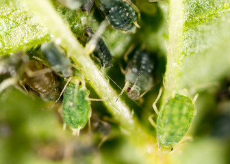 small aphid on a green leaf in the open air