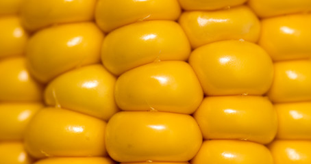 yellow corn kernels in the cob as a background