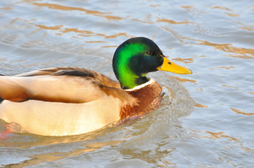 Obraz premium Duck - Mallard (Male), mallard, eurasian wild duck, Anas platyrhynchos