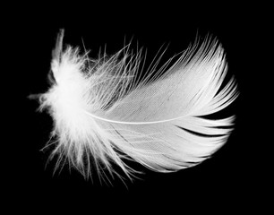White feather of a bird on a black background