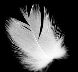 White feather of a bird on a black background