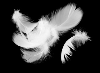 White feather of a bird on a black background