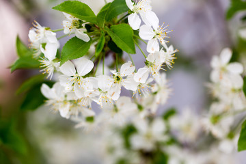 Beautiful flowers on a tree in the nature