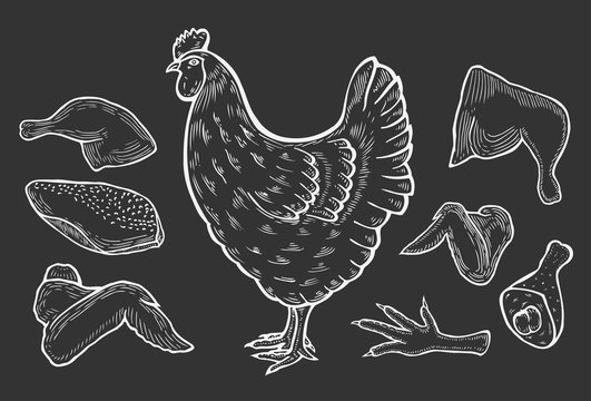 vector chicken and cutted meat