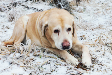 Old sad golden labrador retriever dog lying on frosty grass in cold winter day 