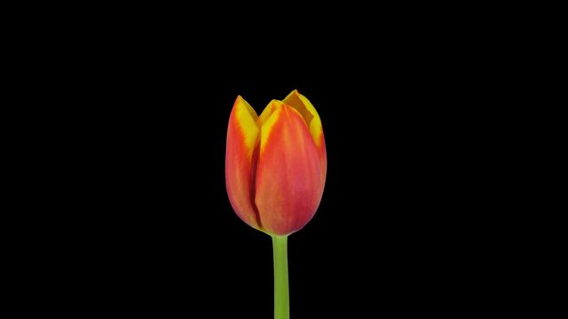 Time-lapse of growing, opening and rotating red-yellow tulip 1a1 in PNG+ format with ALPHA transparency channel isolated on black background