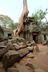 Fototapeta na wymiar Ta Prohm, Angkor, Cambodia