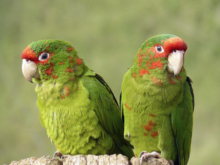 Couple de aras verts sur un tronc d'arbre