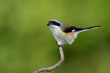 Bay-backed shrike (Lanius vittatus) lovely brown back, black wings and fine grey head bird with puffy hair perching on slim branch in nature