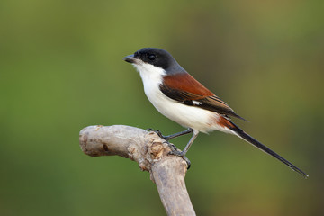 Beautiful red back to grey and black head bird with long tail perching on wood stick over blur green background in nature, Burmese Shrike (Lanius collurioides)