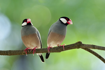Couple of Java sparrow (Lonchura oryzivora) beautiful grey birds with pink legs and bills perching together on a branch over blur green background, fascinated animal