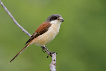 Female of Burmese Shrike (Lanius collurioides), Beautiful brown back and grey to black head bird calmly perching on wood stick over blur green background in the nature