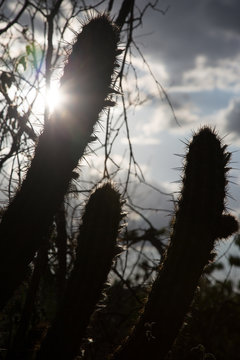 Cactus of Serra da Capivara, PI, Brazil