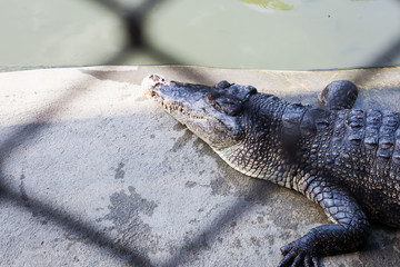 Crocodile / View of crocodile at pond