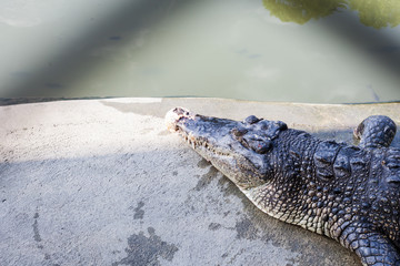 Crocodile / View of crocodile at pond
