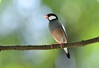 Lonely Java sparrow (Lonchura oryzivora) beautiful grey birds with pink legs and bills solo perching  on a branch in nature