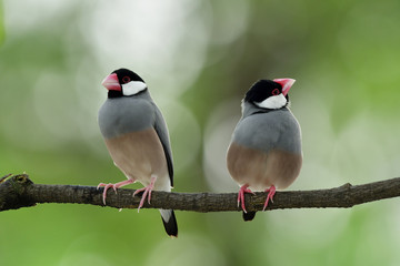 Lovely birds in sweet moment, Java sparrow (Lonchura oryzivora) beautiful grey birds with pink legs and bills perching together