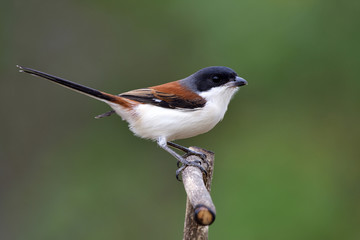 Lovely brown bird with grey head and big eyes perching on wooden stick in nature, male of Burmese Shrike (Lanius collurioides)