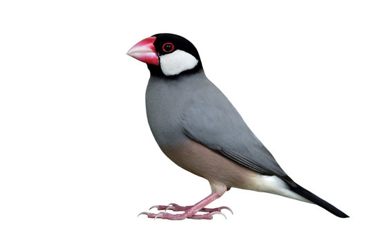 Java Sparrow (Lonchura oryzivora) fine grey bird with black head pink bills and white cheek fully standing isolated on white backgroud, exotic animal
