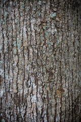 Wood background or texture